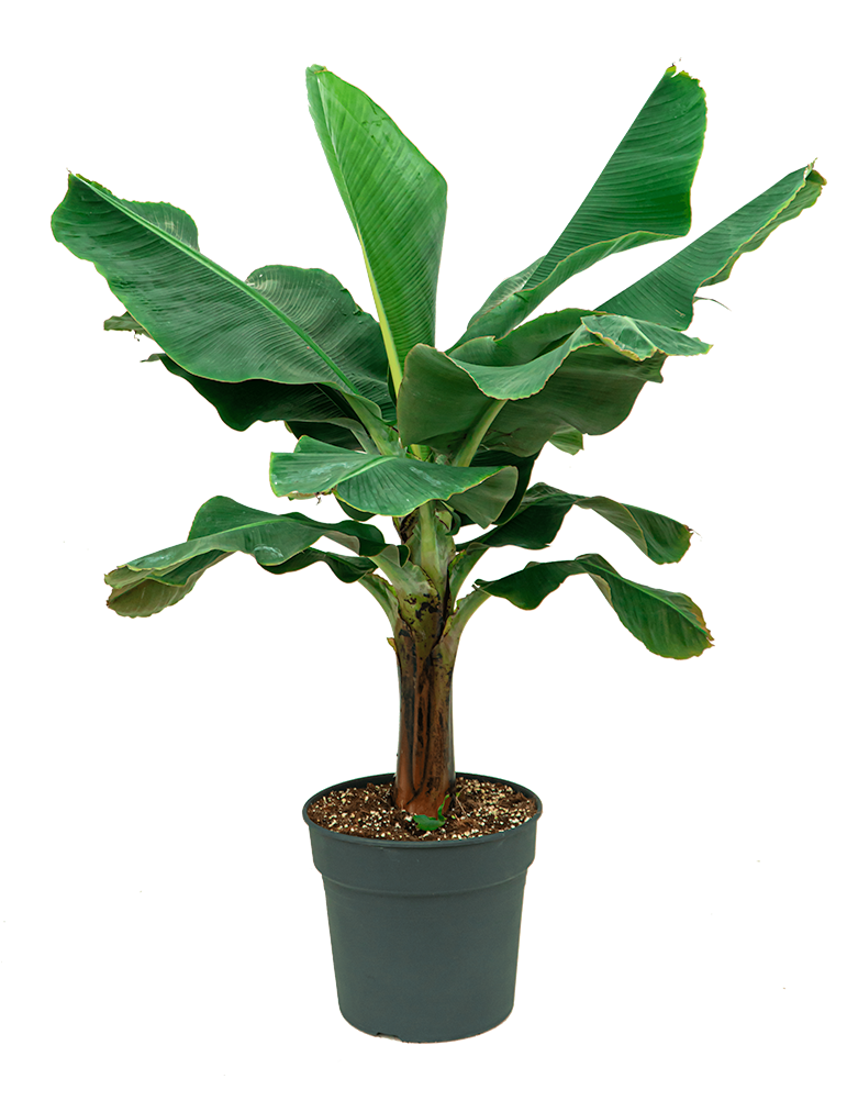 Verzorgingstips Musa bananenplant